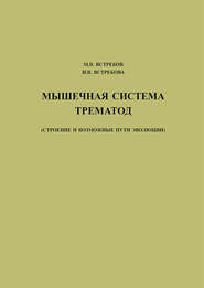 Мышечная система трематод (строение и возможные пути эволюции)