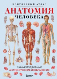 Анатомия человека. Популярный атлас. Самые подробные анатомические изображения